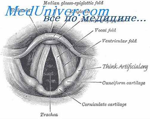 хрящевой скелет гортани