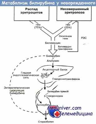 Метаболизм билирубина у новорожденных