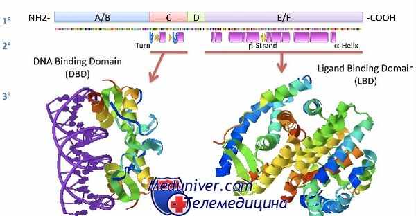 ядерный рецептор стероидного гормона