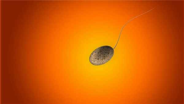 Что такое яичниковый цикл. Изображение яйцеклетки