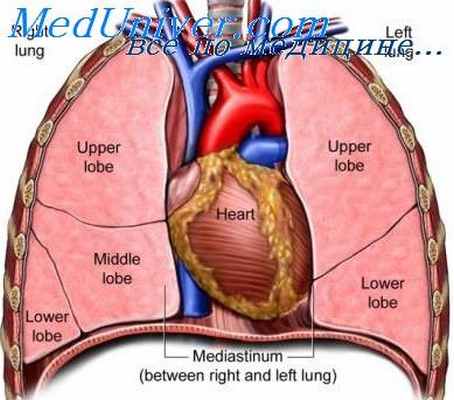 средостение