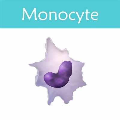 Пониженные моноциты в крови, фото