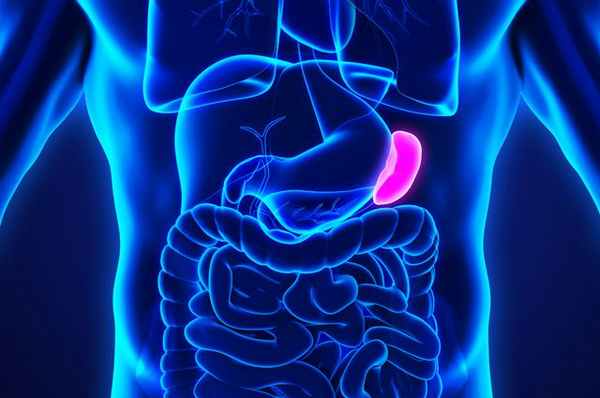 «Молчаливый» орган. Как и почему болит селезенка?