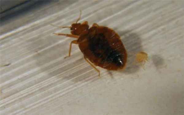 Почему кровати заражаются постельным клопом