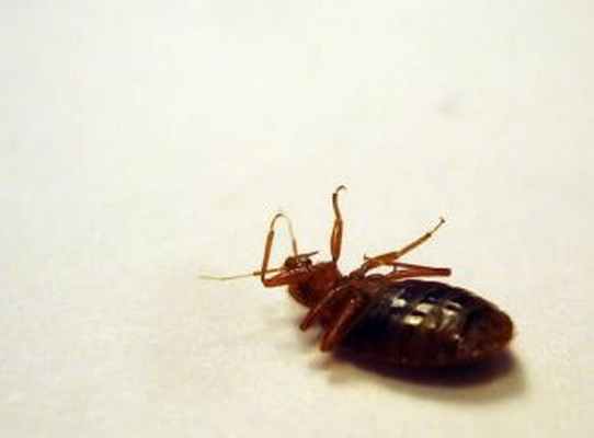 определяем источники заражения постельными клопами