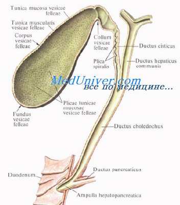 Желчные протоки. Топография желчных протоков. Общий печеночный проток. Пузырный проток. Общий желчный проток