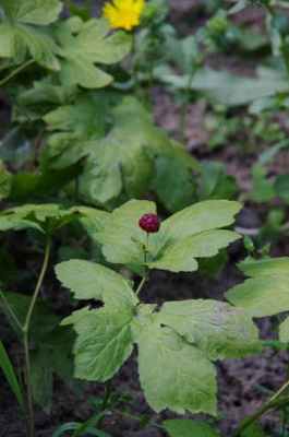 Гидрастис, или желтокорень канадский (Hydrastis canadensis)