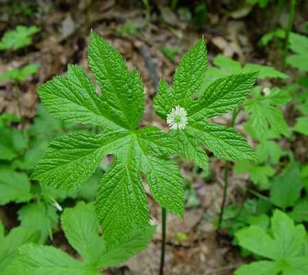 Гидрастис используется в качестве гомеопатического лекарственного средства