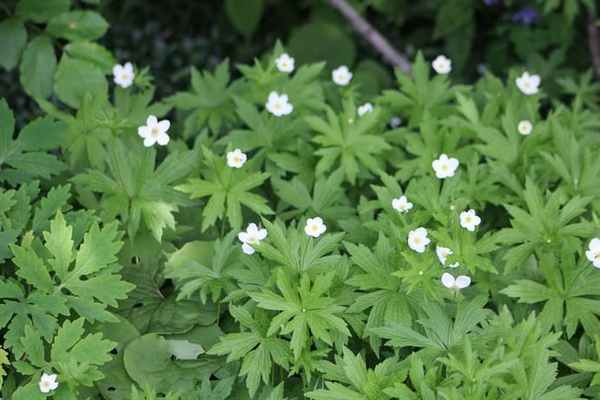 Гидрастис является представителем семейства Лютиковых