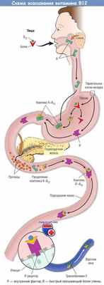 Схема всасывания витамина В12 и пернициозная анемия