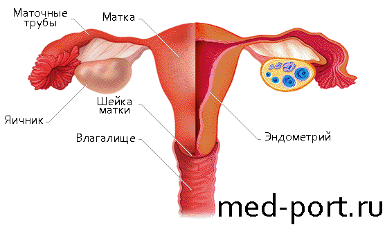 Женская половая система