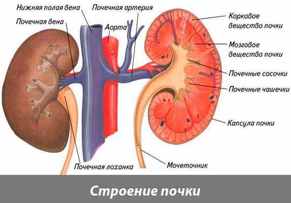 строение почки