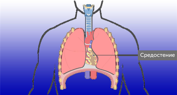 Средостение