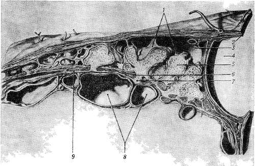 Рис. 2. Интралакунарные арахноидальные грануляции человека