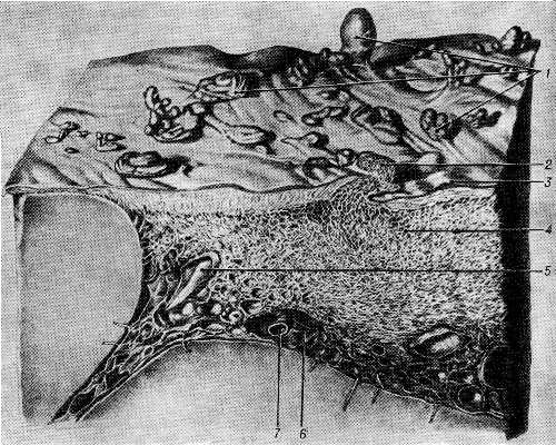 Рис. 1. Субдуральные арахноидальные грануляции больших полушарий головного мозга человека