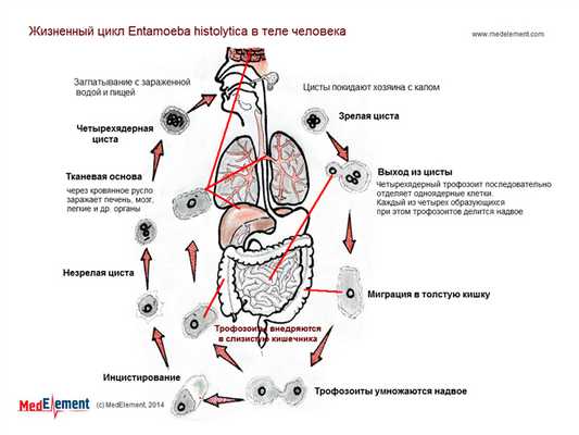 Жизненный цикл Entamoeba histolytica в теле человека