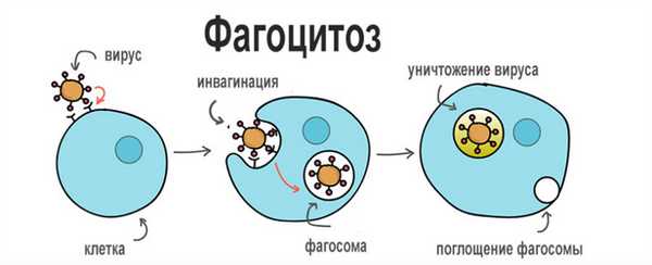Фагоцитоз