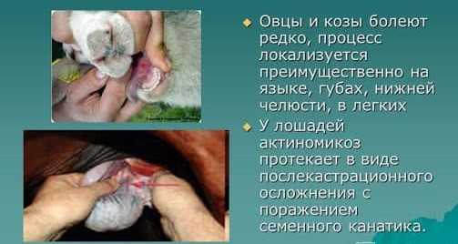 Локализация грибка актиномицета