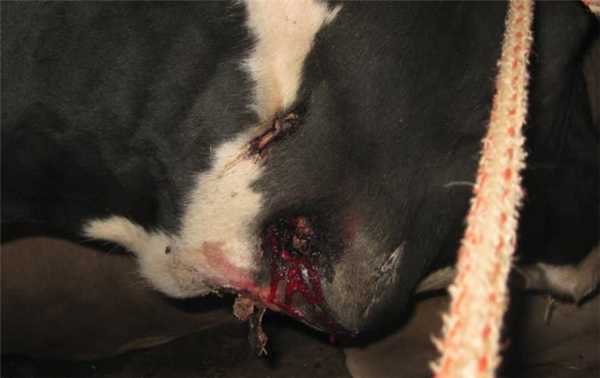 Прорвавшая актиномикома