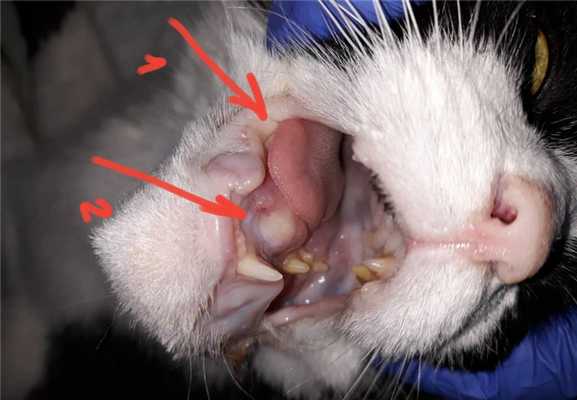 Актиномикоз у кошки