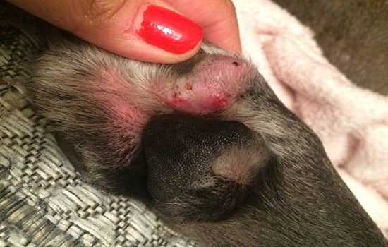 Актиномикома у собаки