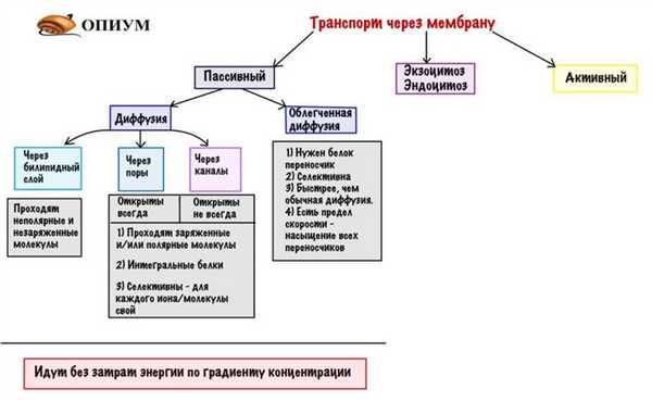 Активный и пассивный транспорт через мембрану