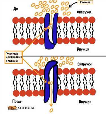 Пассивный транспорт - облегченная диффузия