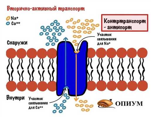 Вторично-активный транспорт. Контртранспорт или антипорт