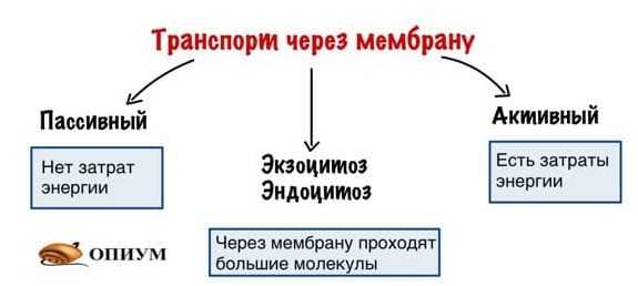 Виды транспорта через мембрану