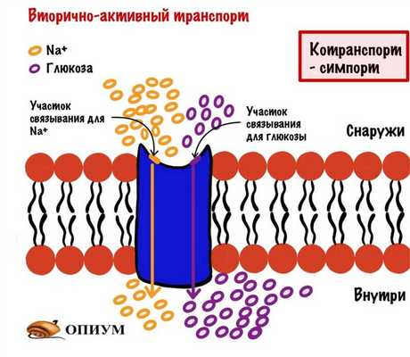 Вторично-активный транспорт. Котранспорт или симпорт