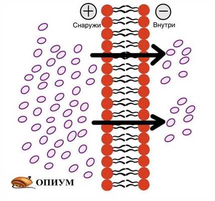 Пассивный транспорт. Диффузия