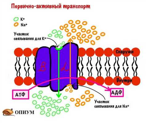 Первично-активный транспорт. Строение натрий-калиевого насоса