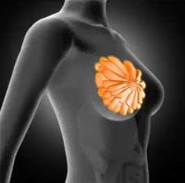 Анатомически молочная железа представляет собой сложный альвеолярно-трубчатый орган