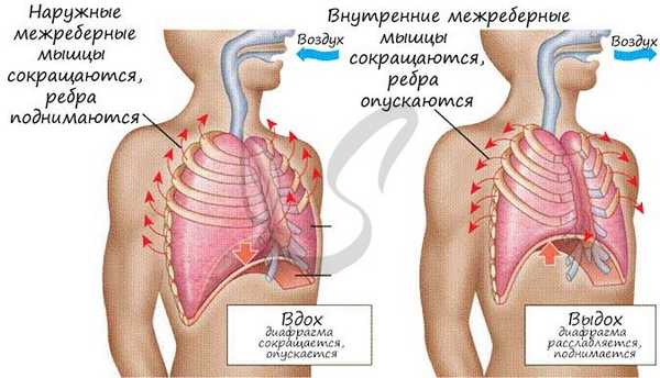Механизм вдоха и выдоха