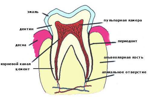 строение зуба