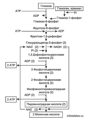 Схема реакции процесса гликолиза