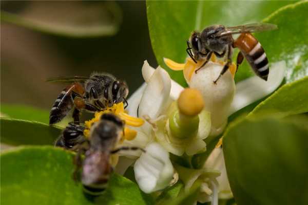 Другие виды аллергий и анафилаксия
