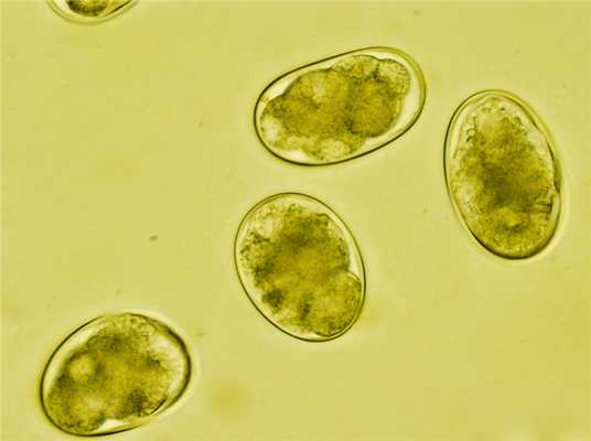 Круглые черви.jpg