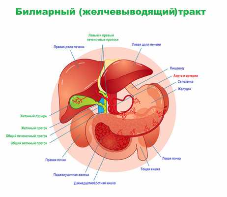 Билиарный тракт.jpg