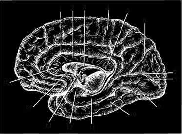 Медиальная поверхность конечного мозга