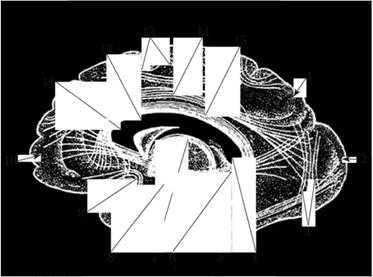 Ассоциативные волокна. Проекция на медиальную поверхность полушария конечного мозга
