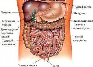 Строение живота