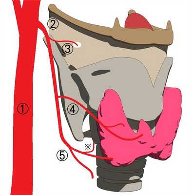 кровоснабжение гортани