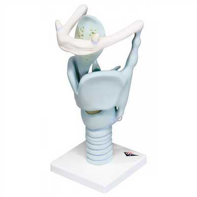 хрящи гортани