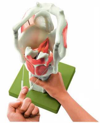 модель гортани