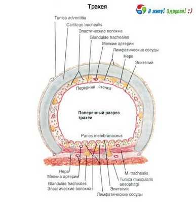 Трахея. Строение слизистой оболочки трахеи