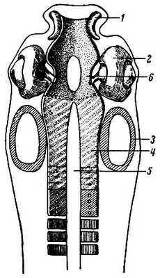 Рис. 20. Развитие черепа. 1 - носовая капсула; 2 - зрительная капсула; 3 - слуховая капсула; 4 - парахордальный хрящ; 5 - спинная струна (хорда); 6 - черепные перекладины