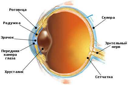 Строение глаза