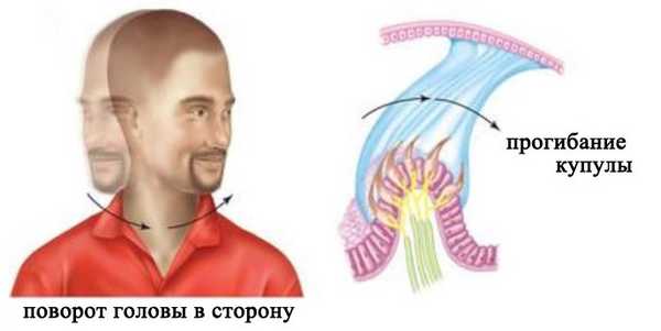 Восприятие углового ускорения