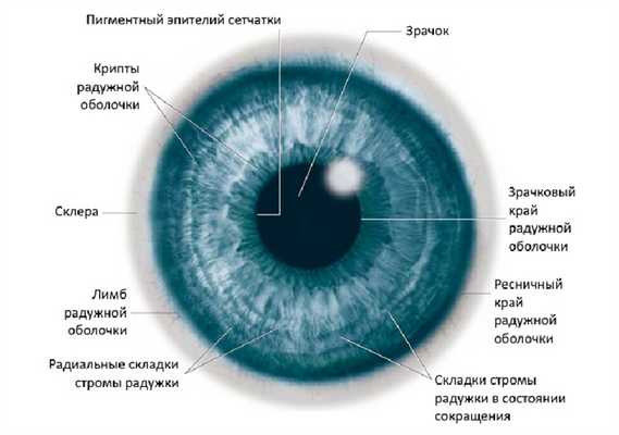 Строение и функционирование радужки